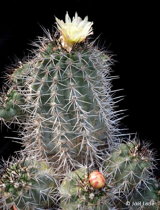 Copiapoa serpentisulcata ©JLcoll4840